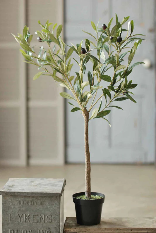 Olive Tree in Pot, Feathered Farmhouse