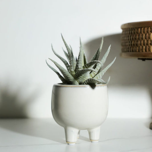Agave in Ceramic Pot, The Feathered Farmhouse
