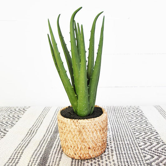 Aloe in Weave Pot, The Feathered Farmhouse