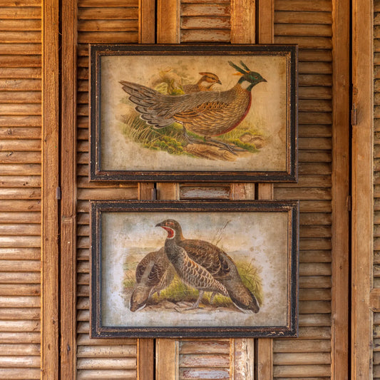 Pheasant Prints, The Feathered Farmhouse