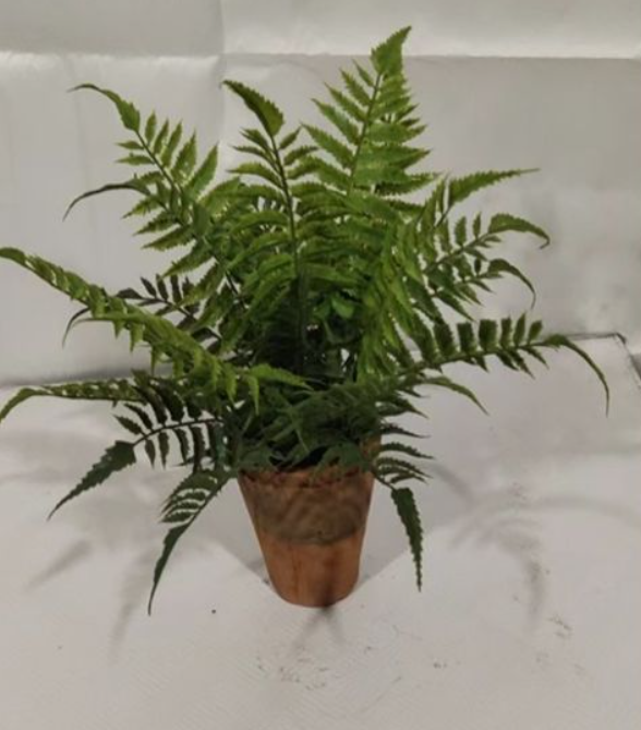 Fern in Pot, Feathered Farmhouse