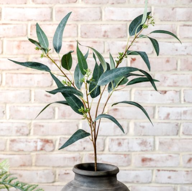 Eucalyptus with Fruit Stem, Feathered Farmhouse