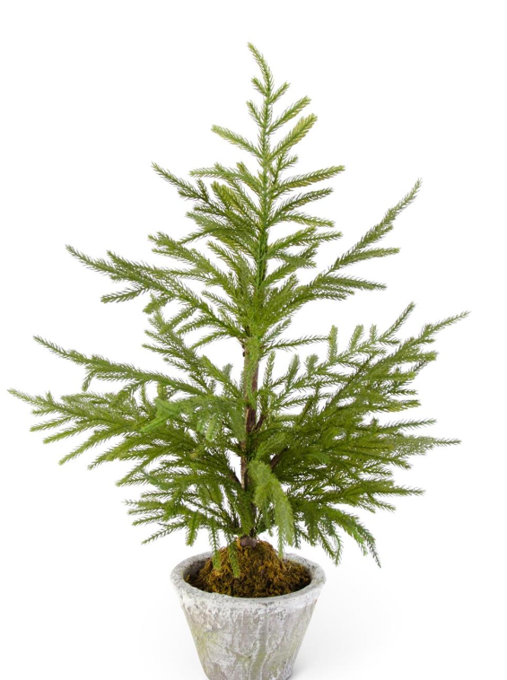 Norfolk Pine Tree, Feathered Farmhouse