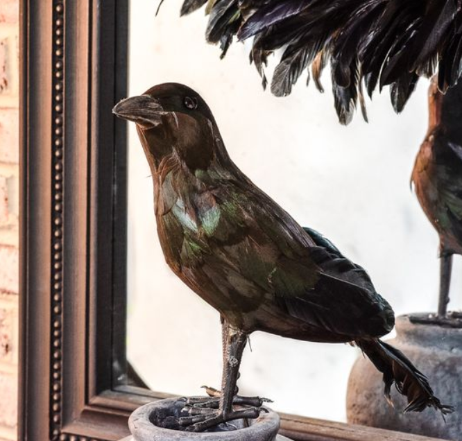 Black Feather Crow, Feathered Farmhouse