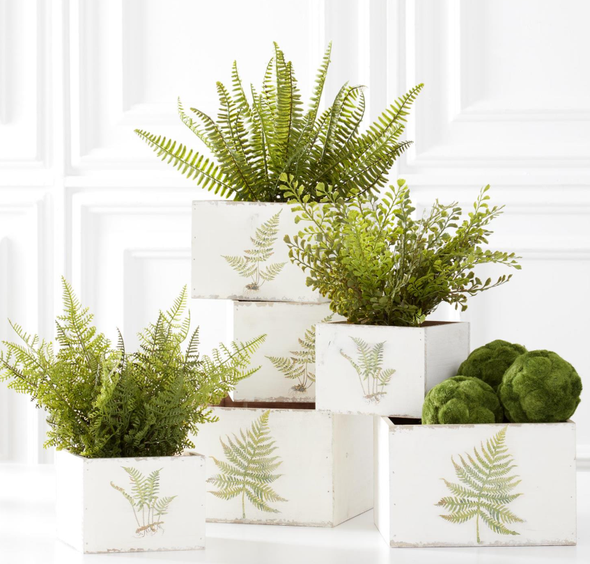 Ferns in Round Woven Basket, Feathered Farmhouse