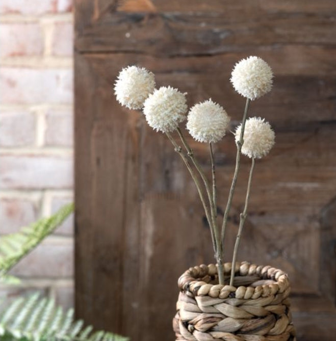 Cream Craspedia Flower Stems, The Feathered Farmhouse