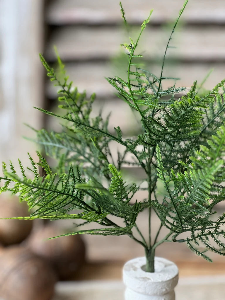 Wayfarer Fern Bush, Feathered Farmhouse