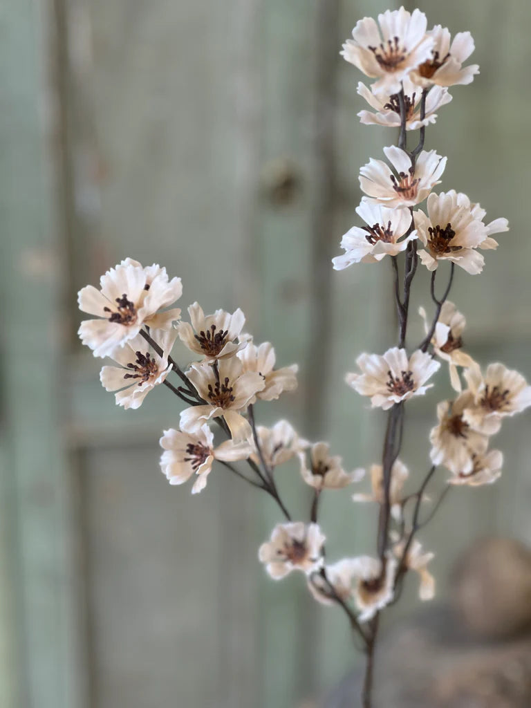 Cream Cosmos Stem, Feathered Farmhouse