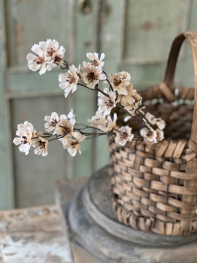 Cream Cosmos Stem, Feathered Farmhouse