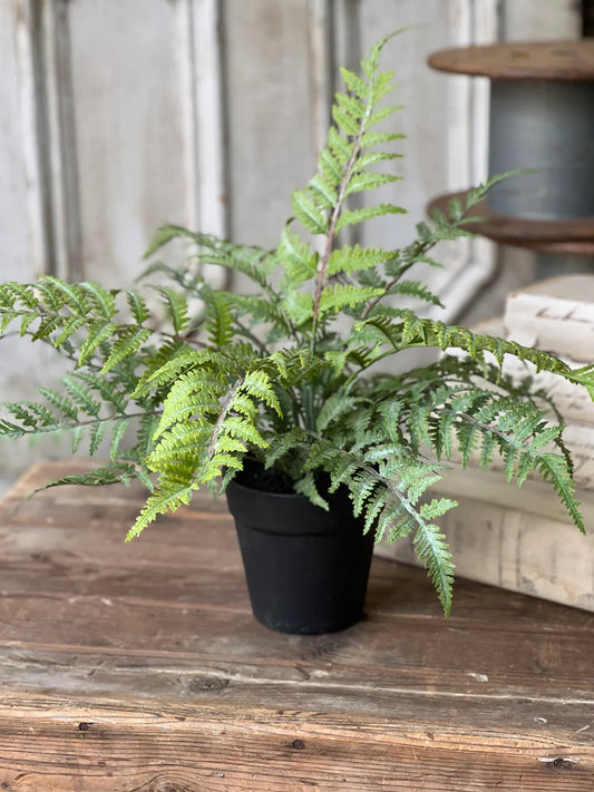 Geneva Potted Fern, Feathered Farmhouse