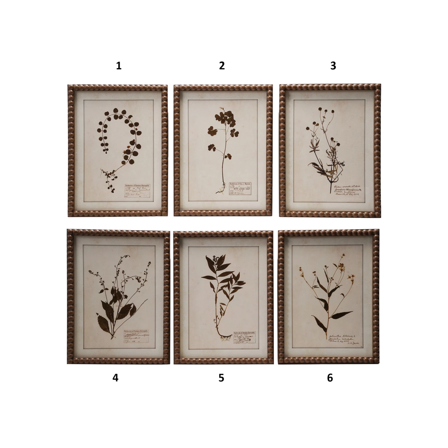 Framed Glass Botanical Print, Feathered Farmhouse