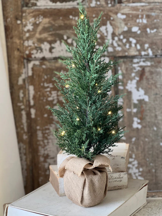 Starlit Cedar Tree, Feathered Farmhouse