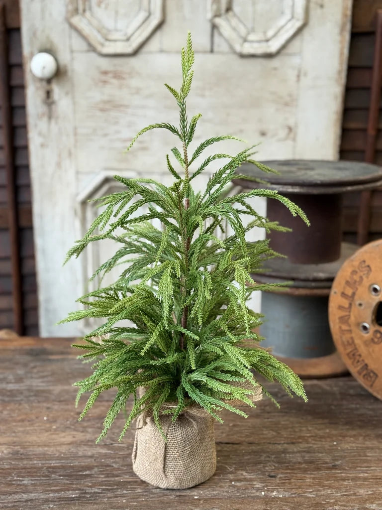 York Norfolk Pine Tree, Feathered Farmhouse