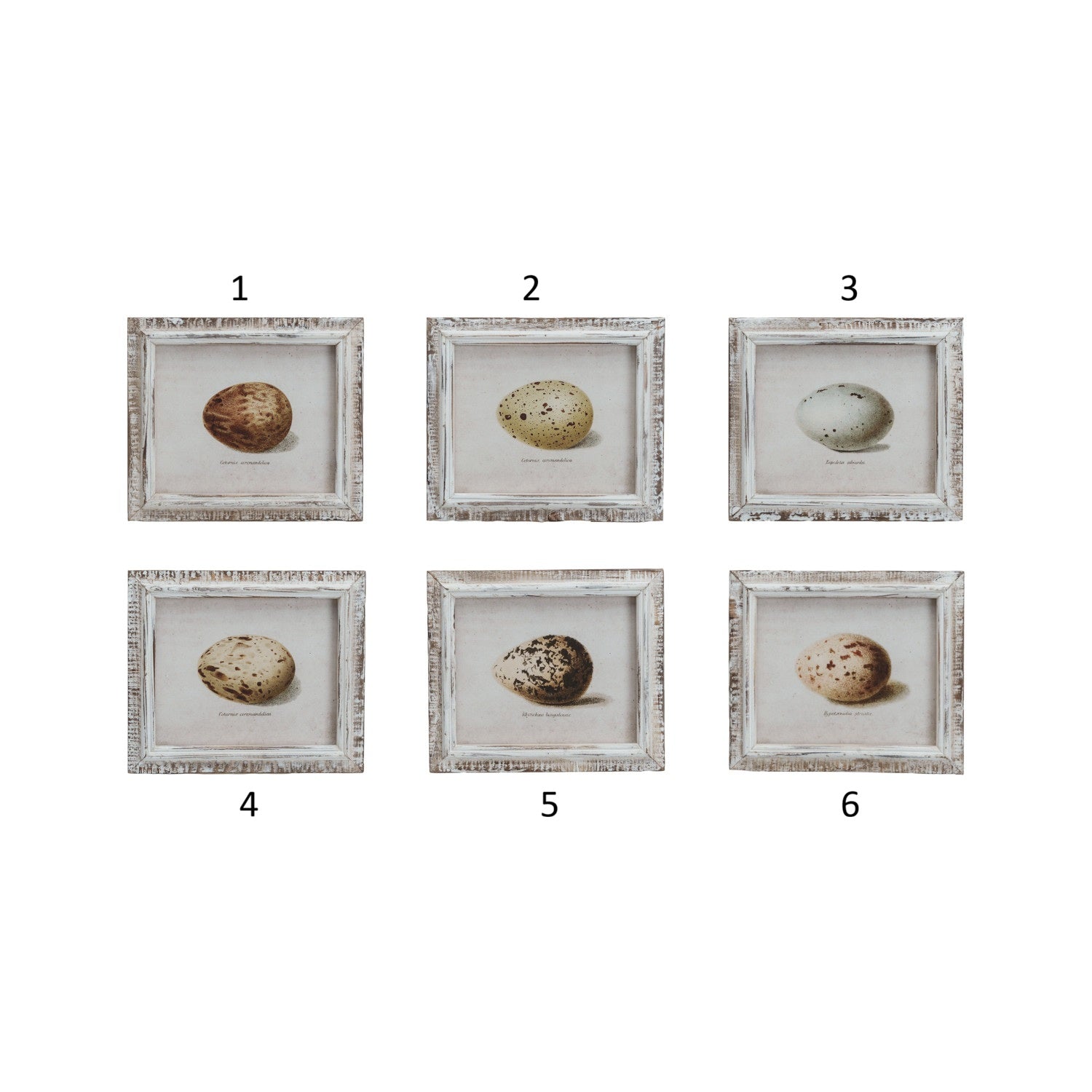 Framed Vintage Reproduction Egg Print, Feathered Farmhouse