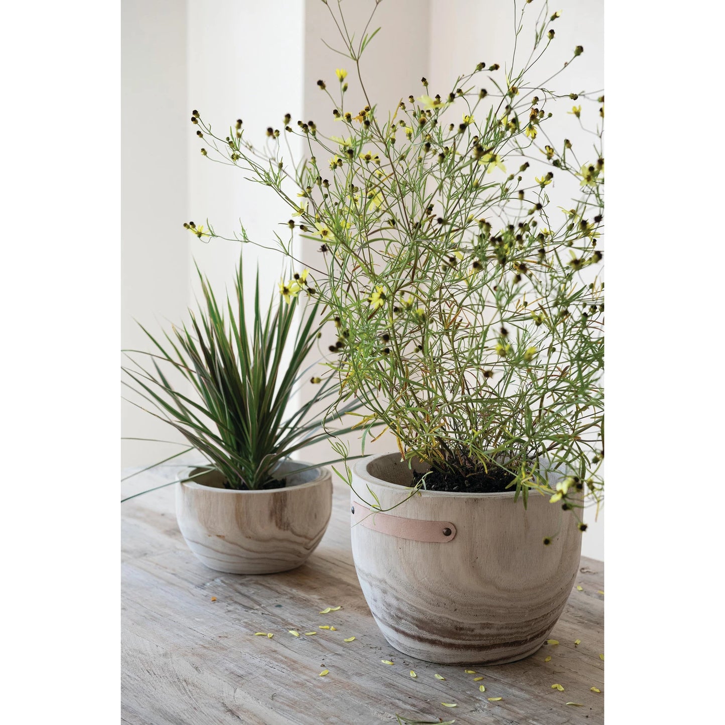 Decorative Paulownia Planters