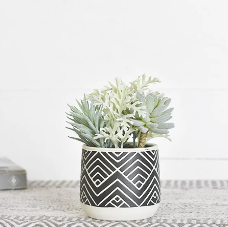 Mixed Potted Succulent, Feathered Farmhouse