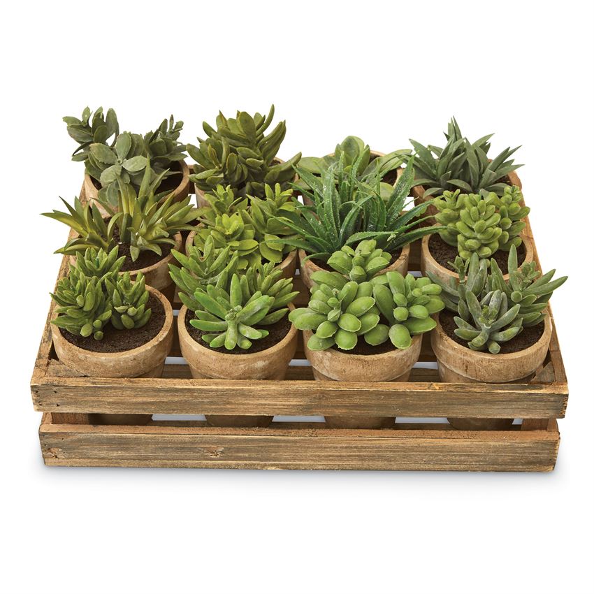 farmhouse succulent arrangements Potted Succulent, The Feathered Farmhouse – The Feathered Farmhouse