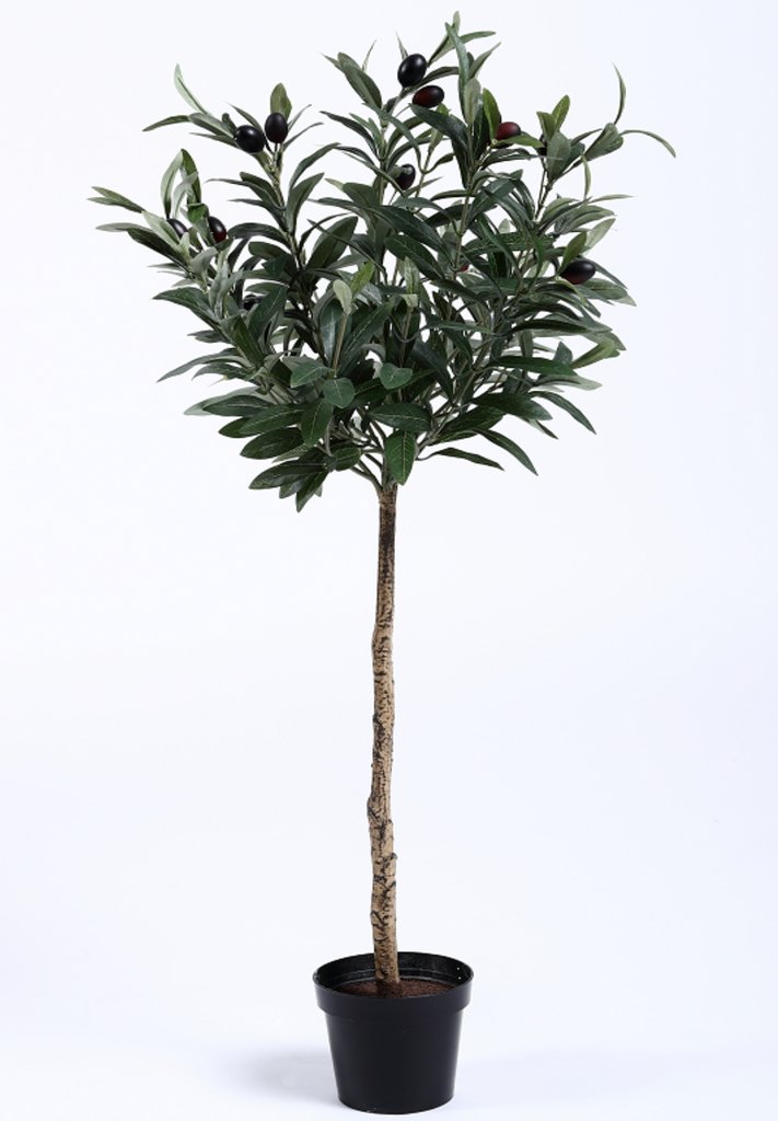 Potted Olive Tree Topiary