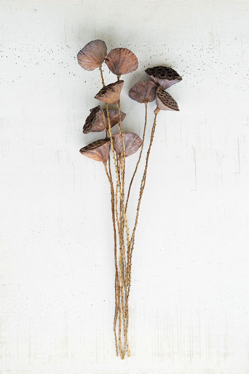 Dried Natural Lotus Pods, The Feathered Farmhouse