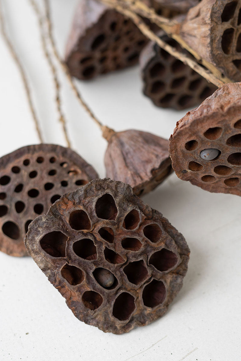 Dried Natural Lotus Pods, The Feathered Farmhouse