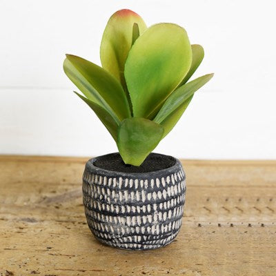 Potted Succulent, The Feathered Farmhouse