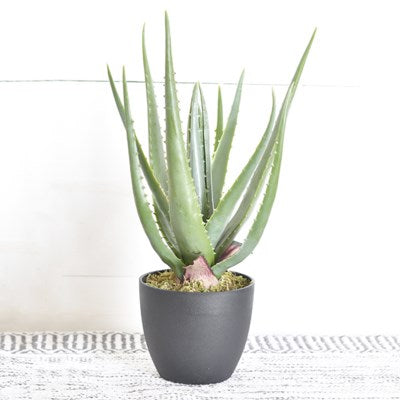 Aloe Pot, The Feathered Farmhouse