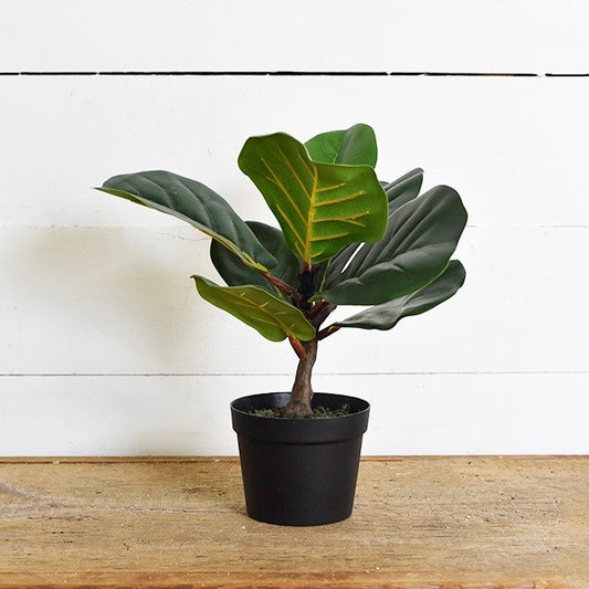 Fiddle Leaf Tree