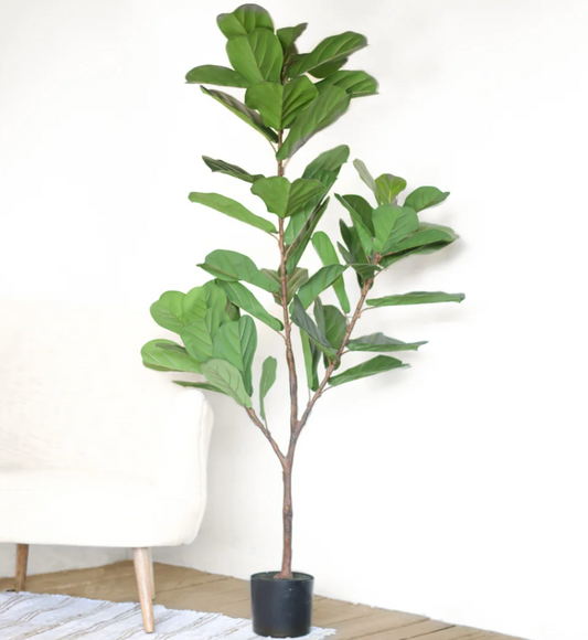 Fiddle Leaf Tree, The Feathered Farmhouse