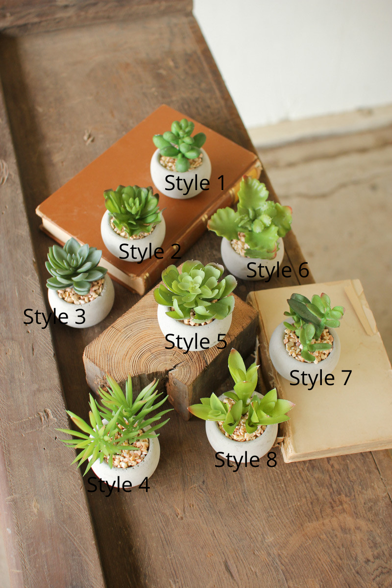 Small Potted Succulents
