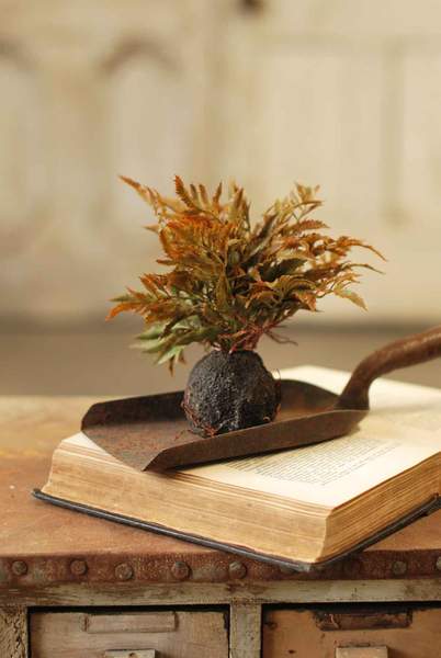 Rooted Fern