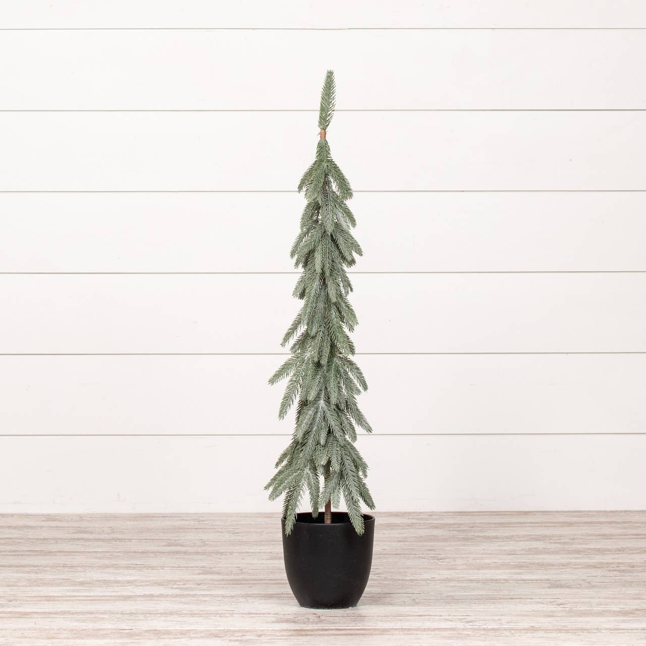 Pencil Tree with Black Pot, The Feathered Farmhouse