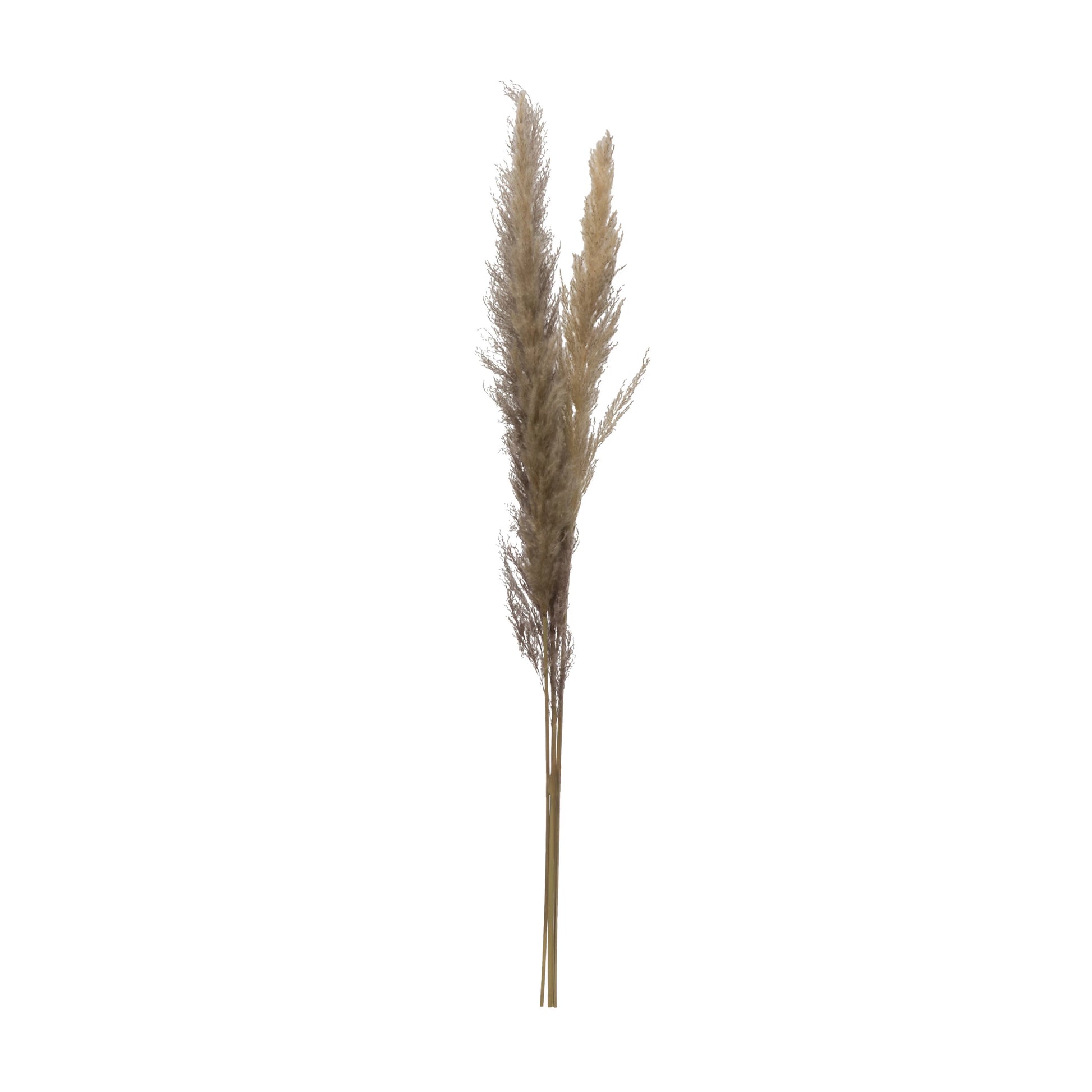 The Feathered Farmhouse, Dried Pampas Grass