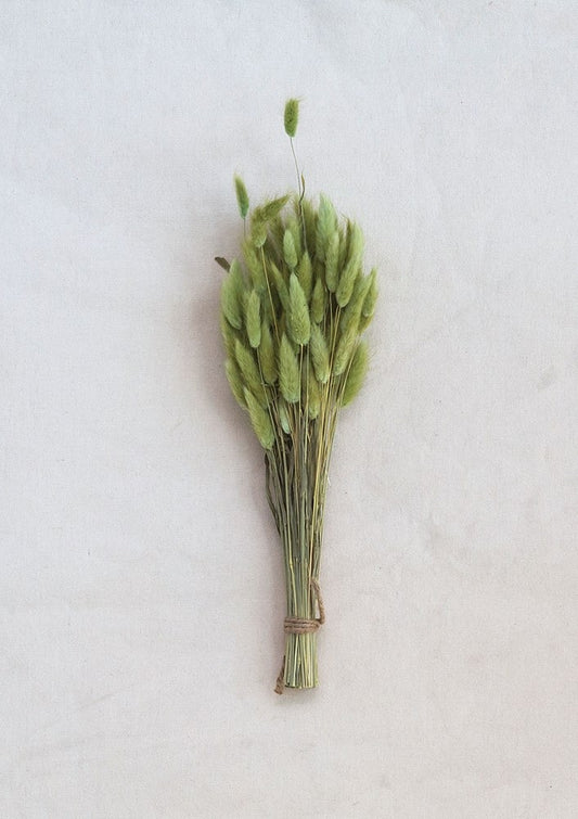 Dried Bunny Tail Grass