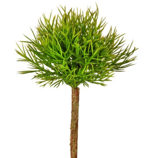 Fern Succulent