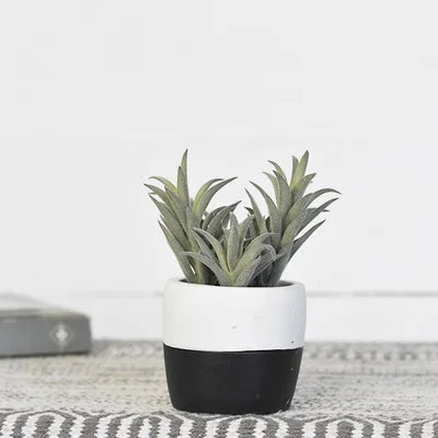 Succulent in Black + White Pot